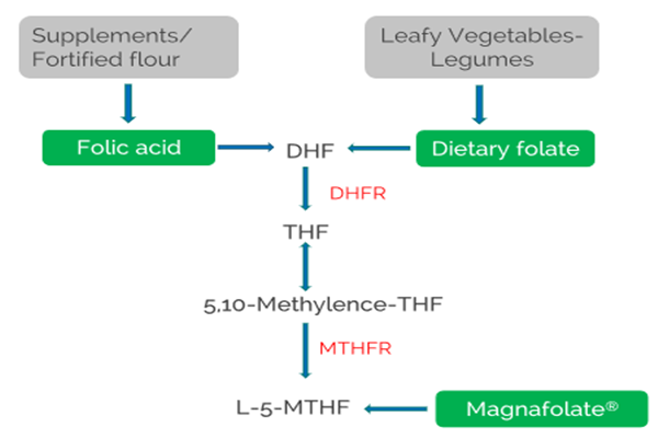 MTHFR nədir?