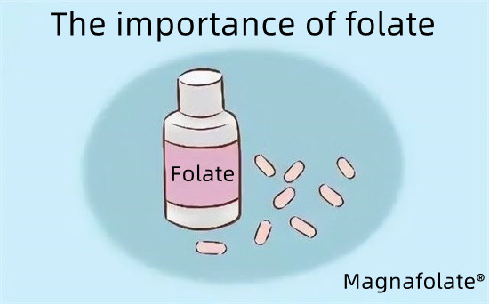 Folat-Magnafolatın əhəmiyyəti