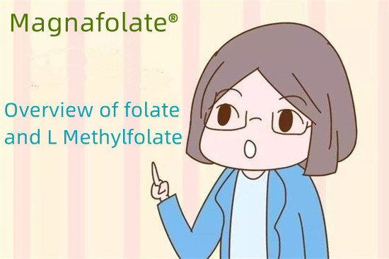 Folat və L Metilfolatın icmalı