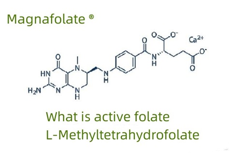 Aktiv folat və L-Metiltetrahidrofolat nədir