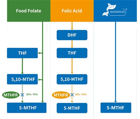 5-metiltetrahidrofolat nədir?