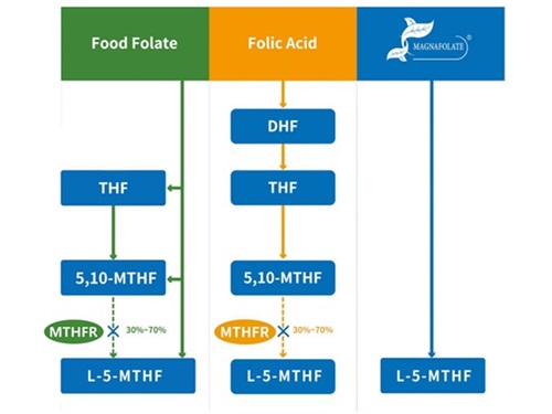 Folatın üç fərqli metabolik yolu